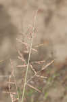 Redtop panicgrass
